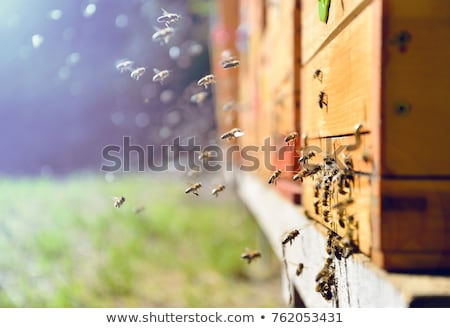 Stock photo: Bees In The Hive