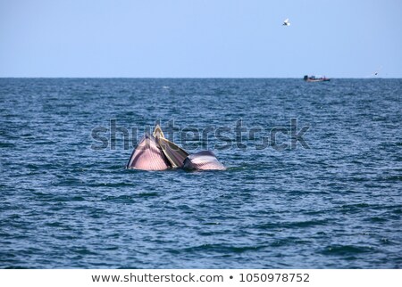 Stok fotoğraf: Small Boat Swimming Above Whales