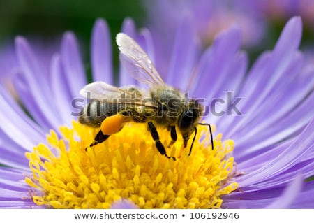 Stock foto: Bee Collecting Nectar On A Aster Flower
