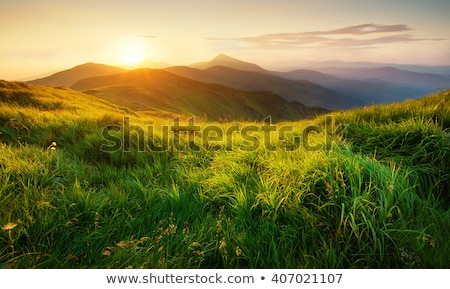 Stock photo: Beauty In Nature