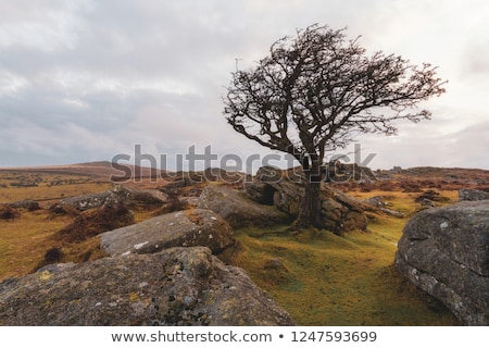 Foto d'archivio: View Of The Windswept Trees