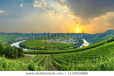 Сток-фото: Famous Moselle Sinuosity With Vineyards