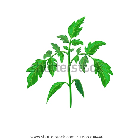 Foto stock: Green Tomatoes On Vine Illustration