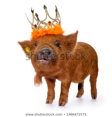 Stockfoto: Ginger Kunekune Piglet On White