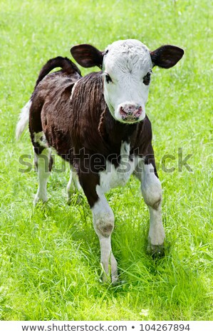 Сток-фото: Little Calf Playing On Meadow