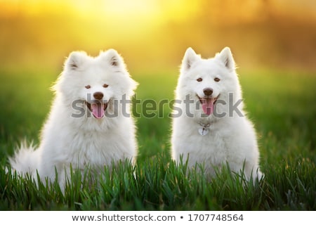 Stok fotoğraf: Samoyed Dog Closeup