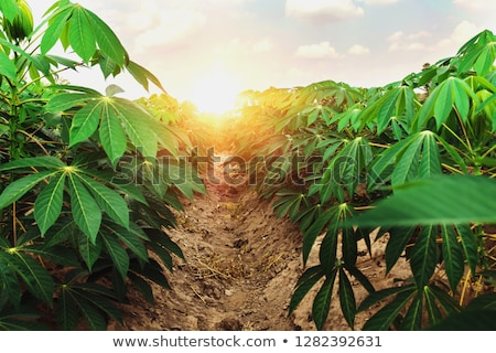 Stock photo: Cassava Farm