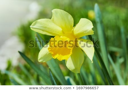 Stockfoto: Beautiful Colorful Meadow With Blooming Daffodils