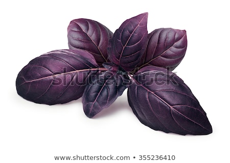 Foto stock: Purple Basil