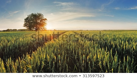 Stockfoto: Green Fields Of Wheat