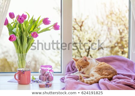 Stok fotoğraf: Colorful Tulips And Macaroons