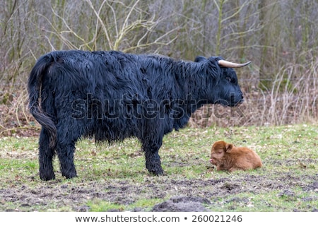 Foto stock: Newborn Black Scottish Highlander Calf Lying In Grass