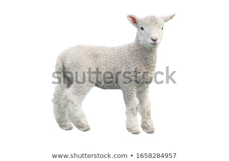 Сток-фото: White Sheep On White Background