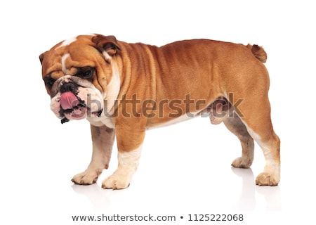 Stock foto: Curious White English Bulldog Stands And Looks Down To Side