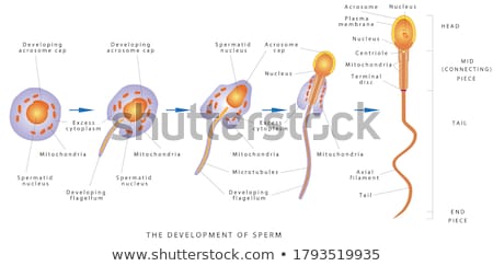 ストックフォト: Ovultation Fertilization By Male Sperm And Cell Development Til