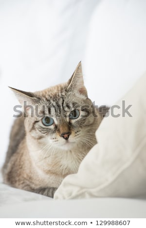 Zdjęcia stock: Cute Tabby Cat At Home - Laying On Sofa And Looking Wary