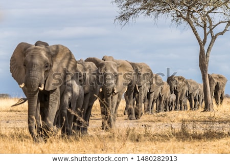 Stock photo: Elephant Herd