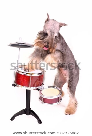 ストックフォト: Dog Drummer