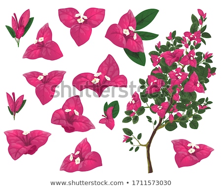 Zdjęcia stock: Bougainville Flowers