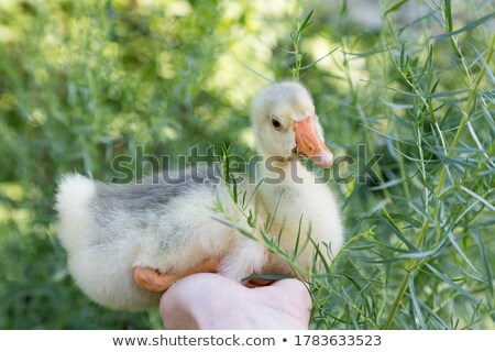 Сток-фото: Young Tarragon Close Up