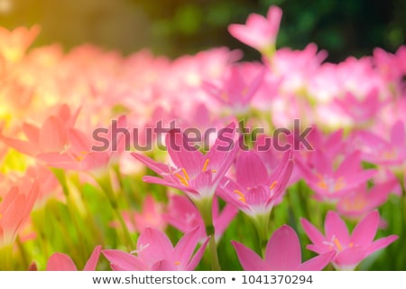 Stock photo: Pink Rain Lily Flower