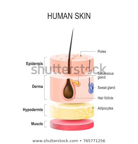 Foto stock: Cross Section Of Human Skin Layers With Hair