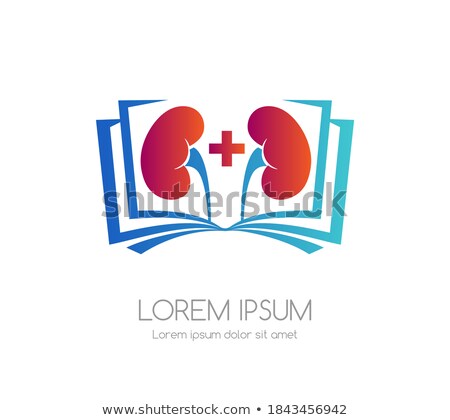 ストックフォト: Human Kidneys Health Care Healing Concept