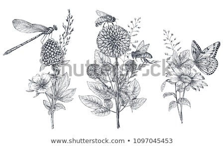 [[stock_photo]]: Vector Summer Illustration Insect 3