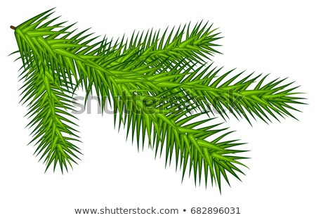 Stok fotoğraf: Green Juicy One Spruce Branch