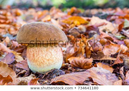 Stock photo: Mushroom Squirrel Bread With Leaves In Fall