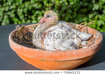 Stock photo: Young Post Pigeon In Nest Scale