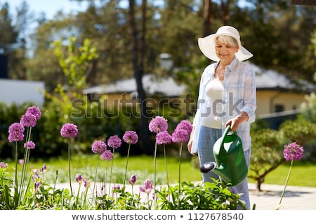 Stock photo: Senior Woman Watering Allium Flowers At Garden