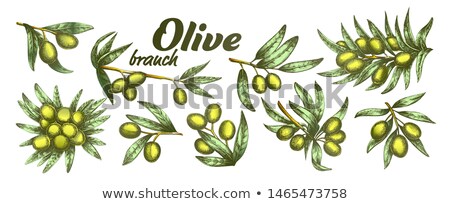 Сток-фото: Assortment Different Olive Branch Set Ink Vector