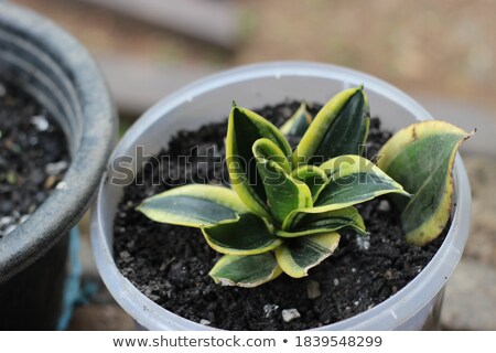 Stockfoto: Succulent Collector