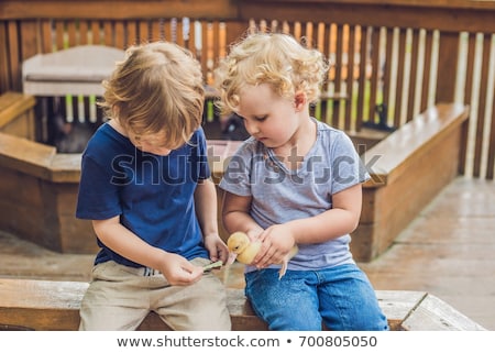 Stockfoto: Toddlers Girl And Boy Playing With The Ducklings In The Petting Zoo