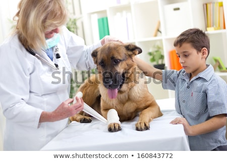 Stockfoto: Dog Getting Bandage After Injury On His Leg