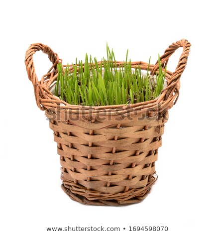 Wheat Grass In Wicker Basket Easter Decoration [[stock_photo]] © Hamik