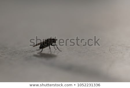 Stock fotó: Iridescent House Fly In Close Up