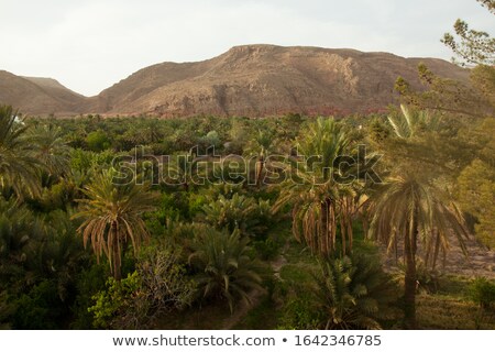 Stock fotó: Garmeh Oasis Landscape In Iran Desert