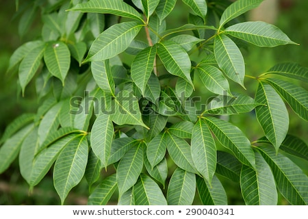 Stok fotoğraf: Rubber Tree Leaf Macro