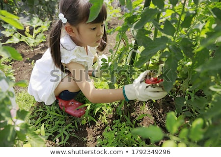 Stok fotoğraf: Agricultural Scene