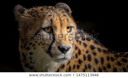 Stok fotoğraf: Cheetah Portrait