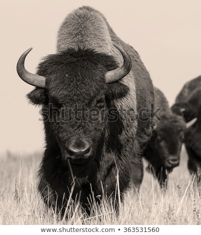 Foto stock: Portrait Of A Buffalo