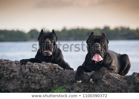 Stock foto: Italian Mastiff And Couple