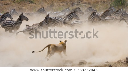 Stock fotó: Zebra In Masai Mara National Park