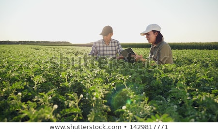 Stockfoto: Farmers Harvesting Man And Woman Working On Field