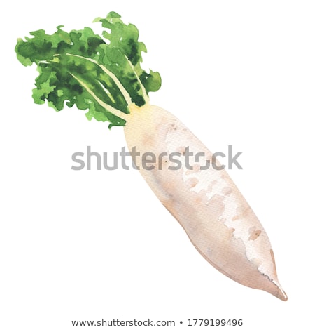 ストックフォト: Daikon Radish Background