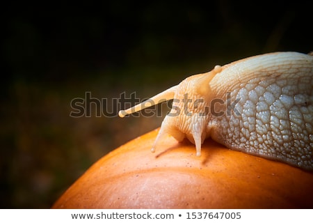 ストックフォト: Snails And Pumpkins