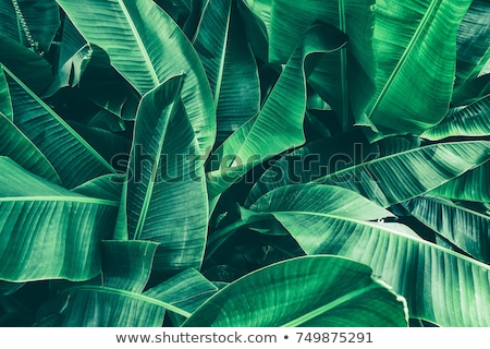 Stok fotoğraf: Banana Leaf Texture
