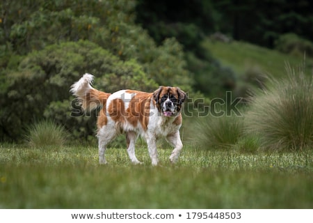 Foto stock: Cute Saint Bernard Purebred Puppy